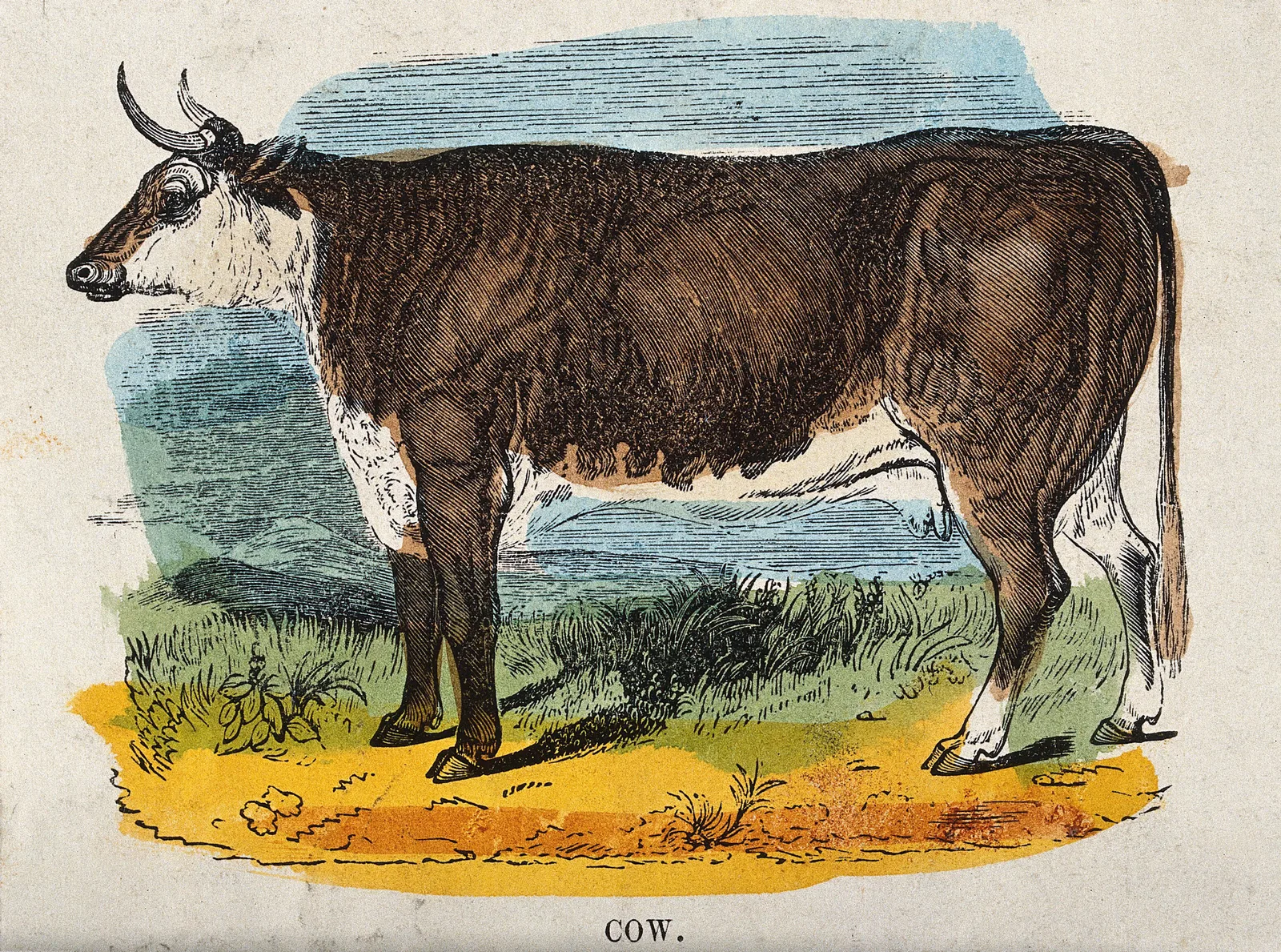A cow, coloured wood engraving; Blossom was the cow named in Jenner's 1796 case. Wellcome Collection, Public Domain Mark. WP media **521**.