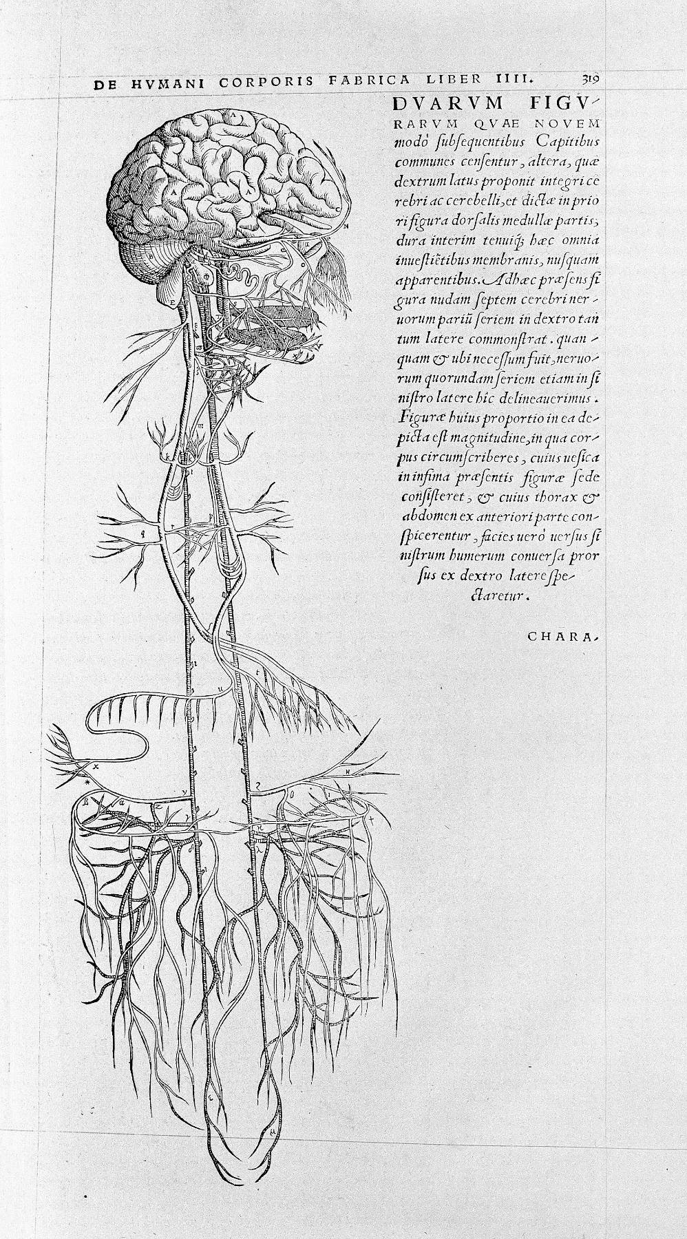 Woodcut dissection of the human brain from Book VII of Vesalius's Fabrica.