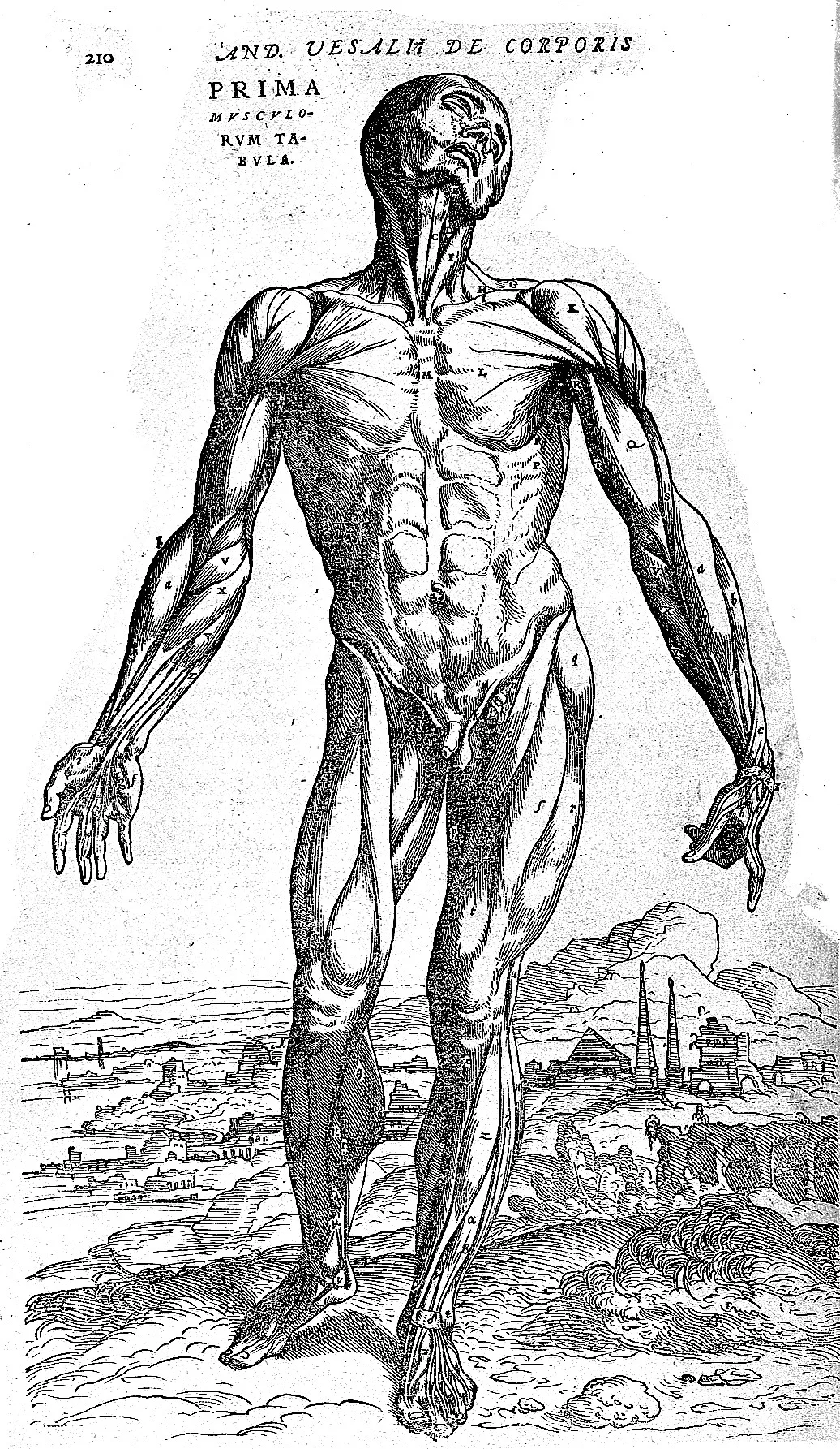 Flayed muscle-man from Book II of Vesalius's Fabrica standing in a landscape.