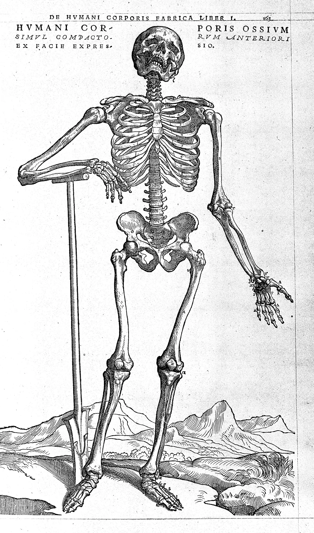 Woodcut skeleton leaning on a staff, from Book I of Vesalius's Fabrica.