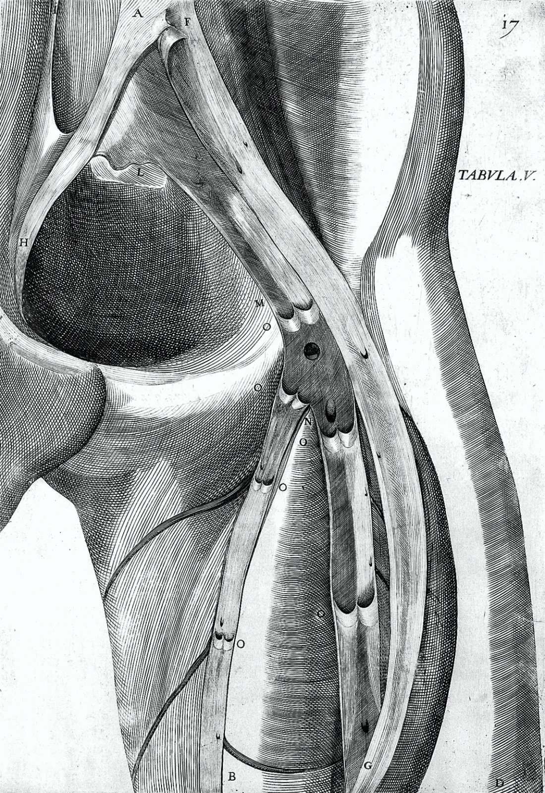 Engraving of valves in the veins from Fabricius's De Venarum Ostiolis, 1603.