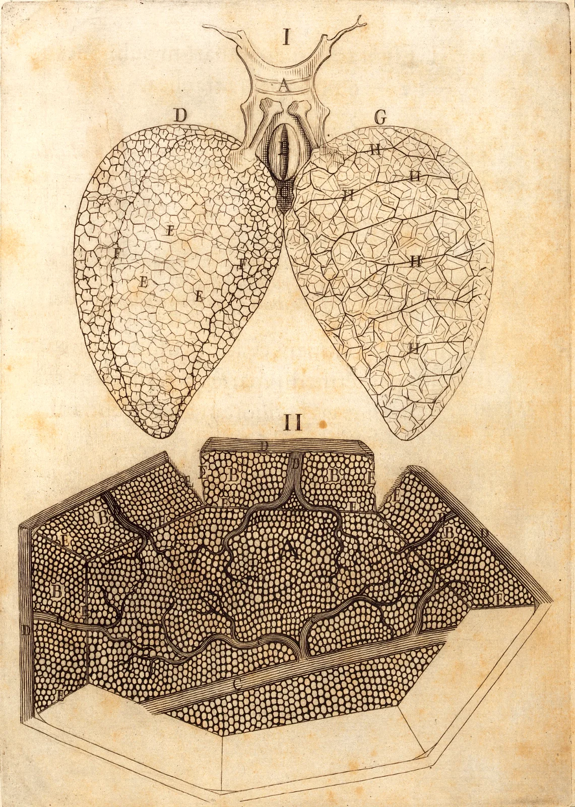 Plate from Malpighi's De Pulmonibus showing the fine vessels of the lung.