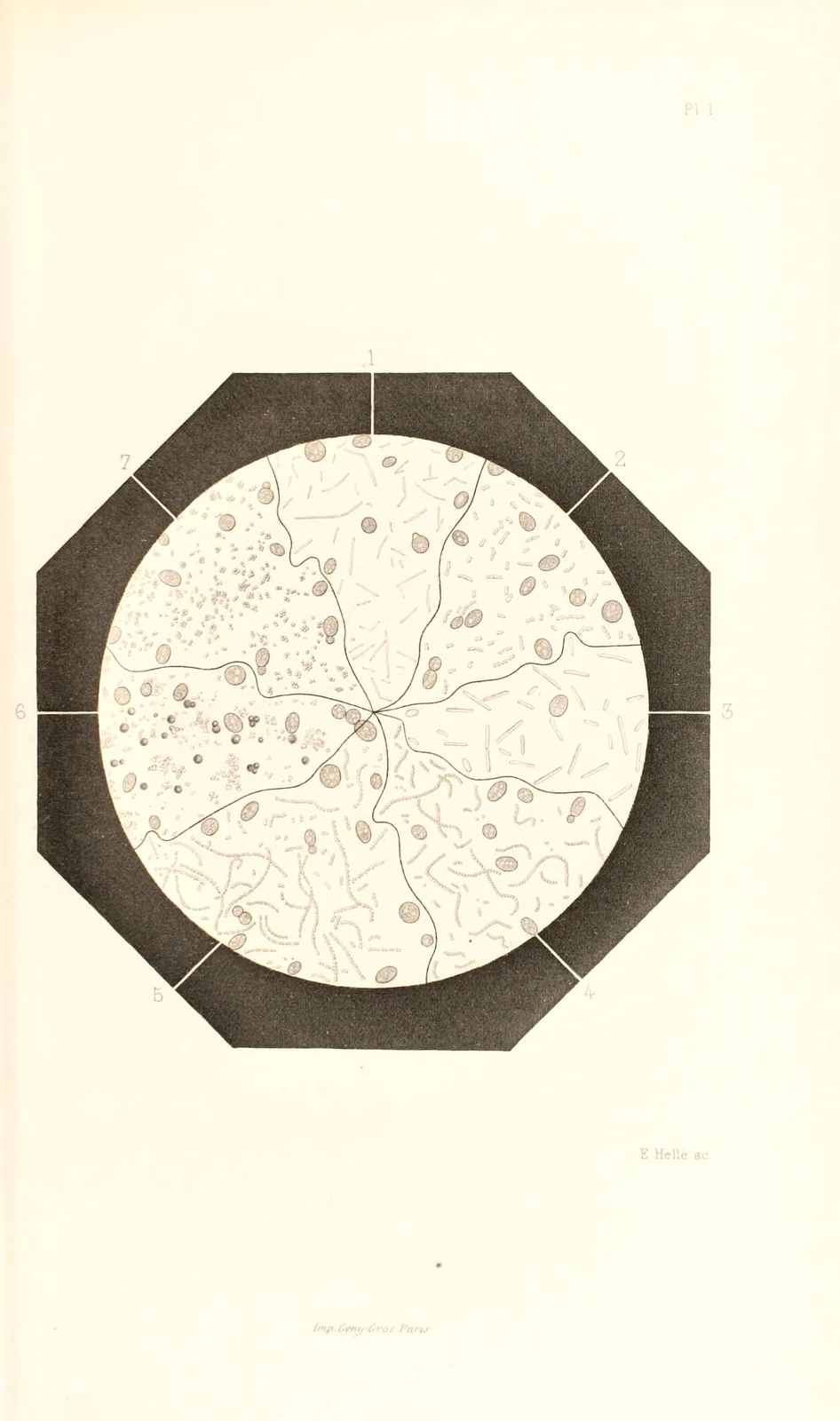 Pasteur's drawings of the organised ferments, from his memoirs on fermentation. Biodiversity Heritage Library / Wellcome Collection, public domain.