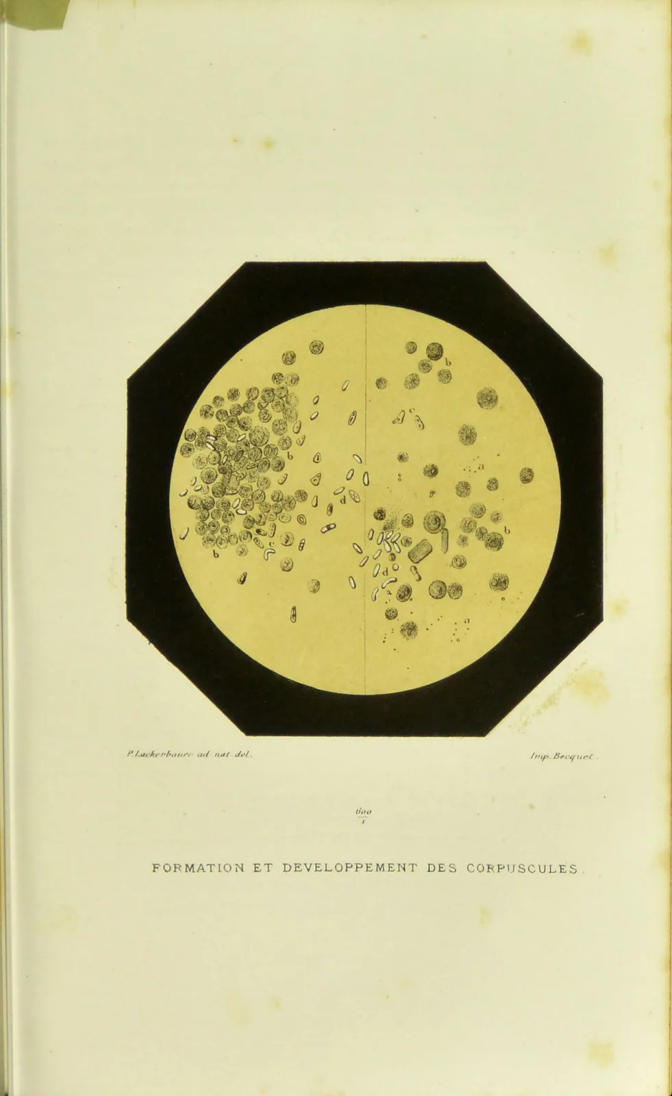 Silkworm rearing and the corpuscles of *pébrine*, plate from *Études sur la maladie des vers à soie* (1870). Biodiversity Heritage Library, public domain.