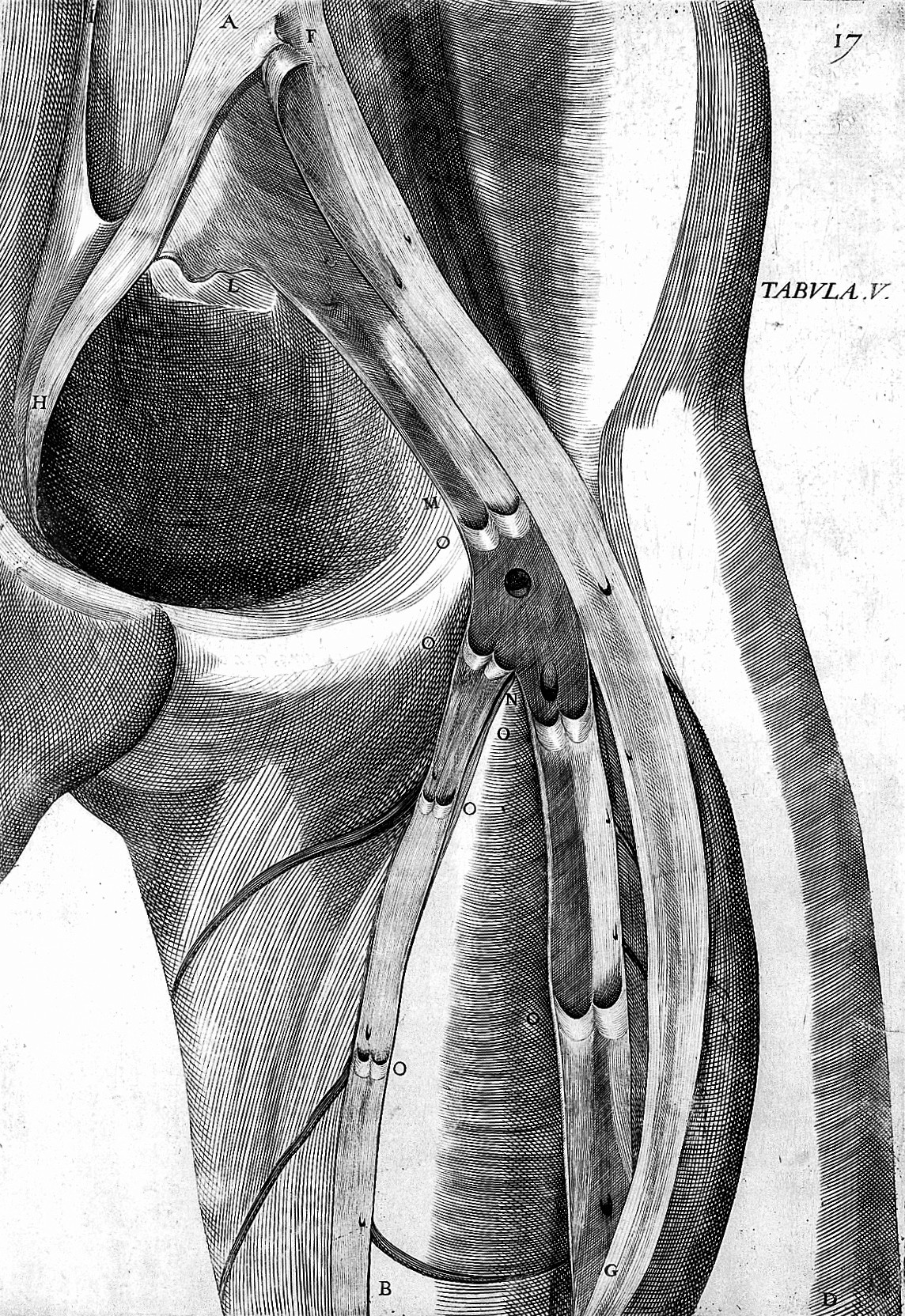 Fabricius plate showing venous valves in the upper leg.