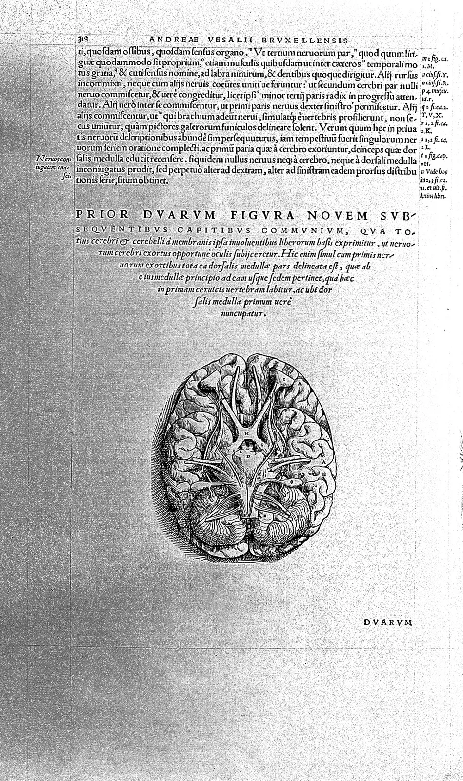 Fig. III — A Vesalian cross-section of the brain, the region where Galen had placed the "marvellous net." Vesalius looked for the rete mirabile in man and found it absent.` / credit: `Woodcut, De humani corporis fabrica / Wellcome Collection - CC BY 4.0.