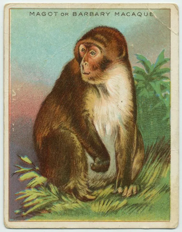 Fig. V — The tailless Barbary ape, which Galen judged nearest to man and dissected in place of the human corpse the law forbade him. From such animals, read as though they were men, his errors came.` / credit: `Natural-history engraving of a Barbary macaque / Wikimedia Commons — Public Domain.` (대체 후보: 초기 근세 'Galen이 원숭이를 해부하는' 판화 Wellcome PD.)