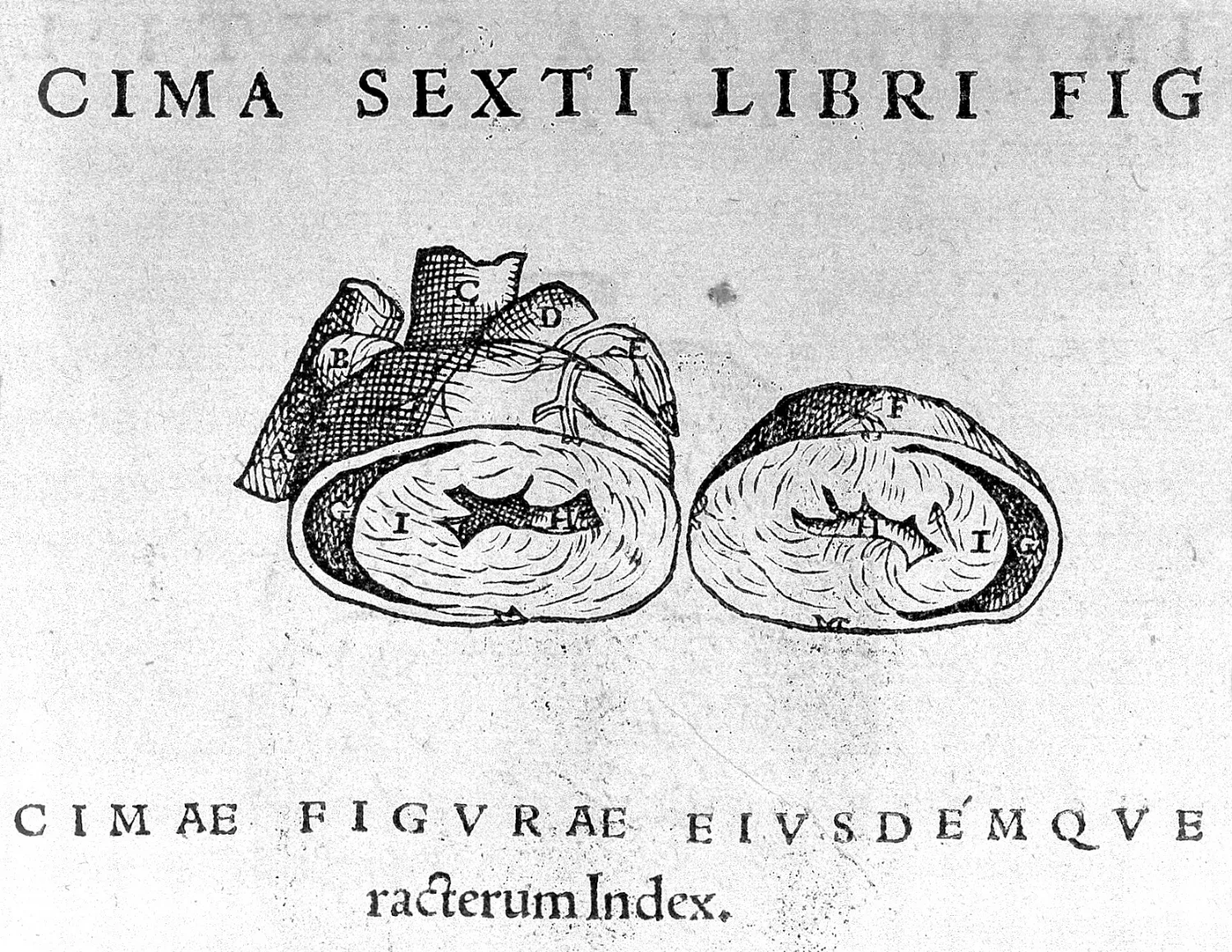 A sixteenth-century woodcut of the dissected human thorax showing the heart.